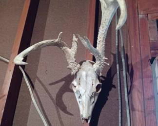 Vintage Skull & Antlers - Euopean Mount