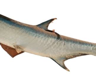 Vintage Mounted Tarpon