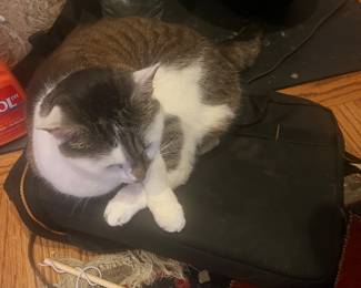 Darcy with her computer bag and ready to go to work. NFS