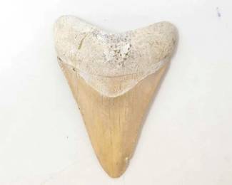 #1802 • Large Shark Tooth
