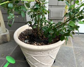 Extra large flower pot with rose bush