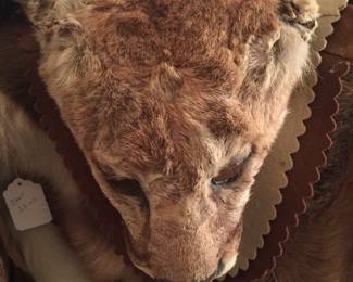 A mountain lion wall hanging or rug shows the beauty of the creature. However, it does show wear from its age. 