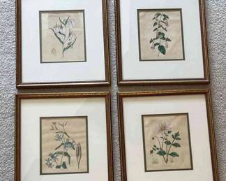 Botanical Prints 