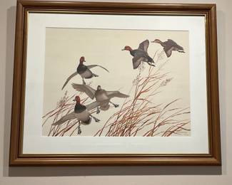 William Zimmerman Print From Waterfowl Of North America
