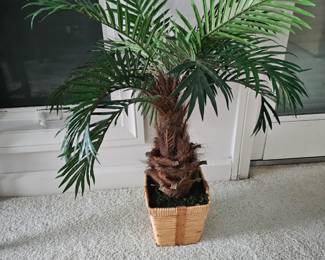 Potted Silk Palm