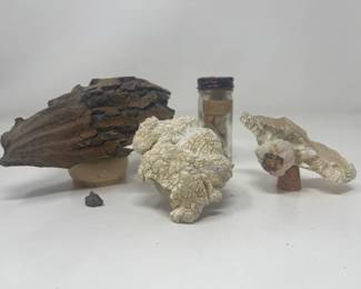 Mammoth Tooth & Fossils