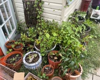 Large selection of pots and plants.