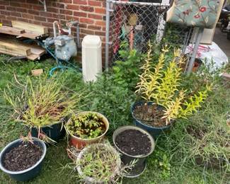 Large selection of pots and plants.