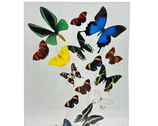 Real Butterfly Display Wall Art

