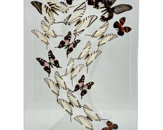 Real Butterfly Wall Art Display
