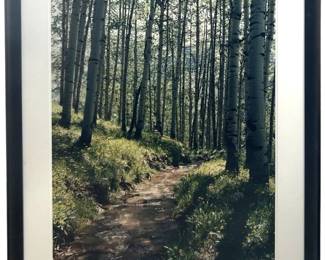 Beautiful Large Forest Photograph
