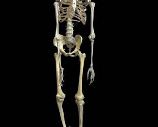 Anatomical Human Skeleton Doctors Display
