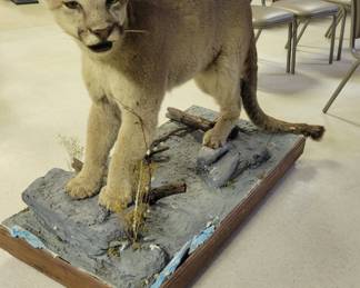 Colorado Puma/Cougar