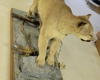 Colorado Puma/Cougar