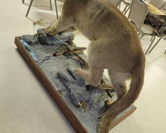 Colorado Puma/Cougar