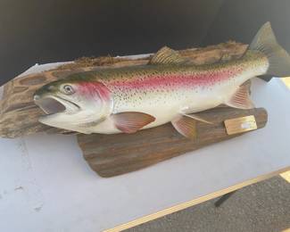 Rainbow Trout Mounted Trophy 