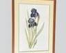 Pierre-Joseph Redout, Iris Germanica, Reproduction Print
