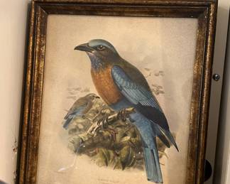 J.G. Keulemans Bird Lithograph