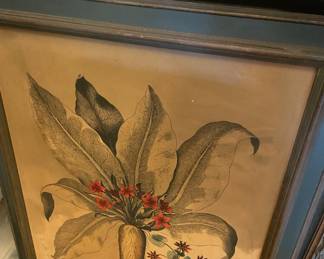 Mandragora foemina print