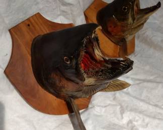 Mounted king salmon fish heads