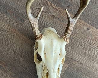 Deer Skull.