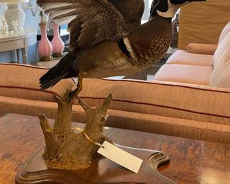 Mallard Duck Taxidermy.