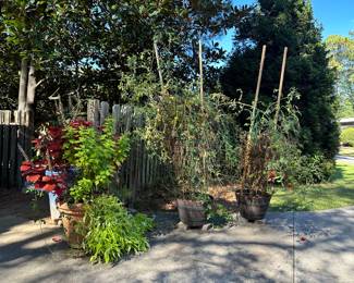 Tomato plants and planters