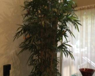 Several Indoor Potted Trees