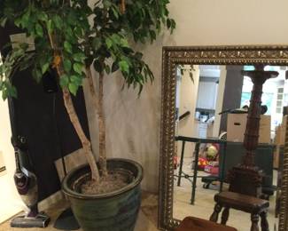 One Of Several Indoor Trees