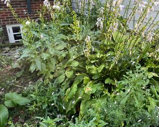 Perennials throughout the yard.  $20/4 sq ft section