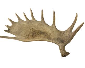 Moose Shed Antler 