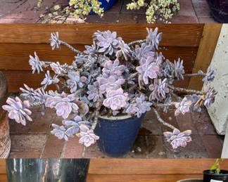 1. Elephant bush 2. Ghost-plant Graptopetalum Pentandrum “purple delight” 3. Ceramic pots, garden decor 