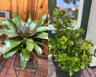 1. Neoregelia johannis
Plant 2. Fortune's spindle