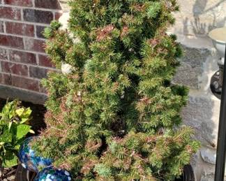 Red ceramic pots 
Plants 