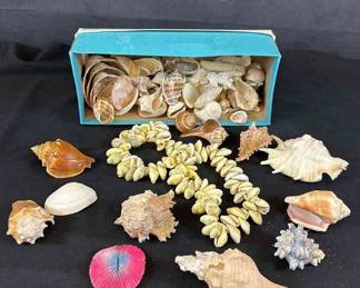 Seashells Ocean Lot