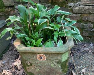 #56	Square Terra Cotta Pot w/plant inside - 14sq x 10	 $20.00 			
