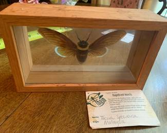 #227	Magnificent insect or Tacua Speciousa Origin Malaysia framed in glasss 9x5	 $25.00 			
