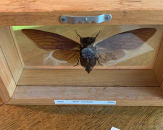 #227	Magnificent insect or Tacua Speciousa Origin Malaysia framed in glasss 9x5	 $25.00 			
