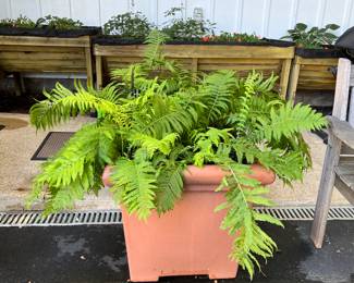 Huge pot of perennial ferns. 5 available. 24” square by 21” high