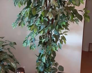 Artificial trees.  Retail over $100. Not here!