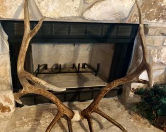 Elk antlers