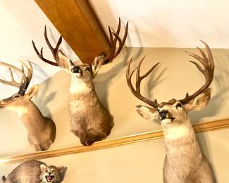 Huge selection of deer mounts