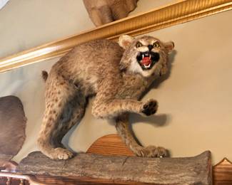 Bobcat mount