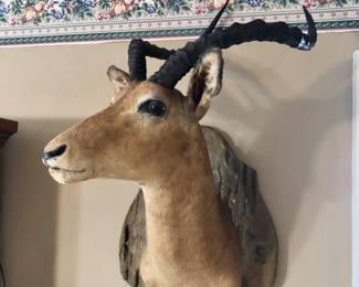 Gazelle mount