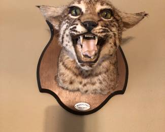Bobcat shoulder mount
