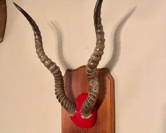 Kudu antlers