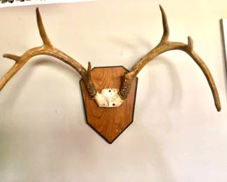 Large selection of deer antlers