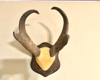 Antelope antlers