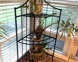 Plant stand, plants