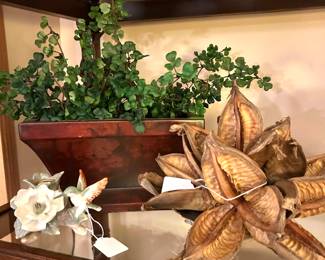 seed pod, hummingbird candelstick